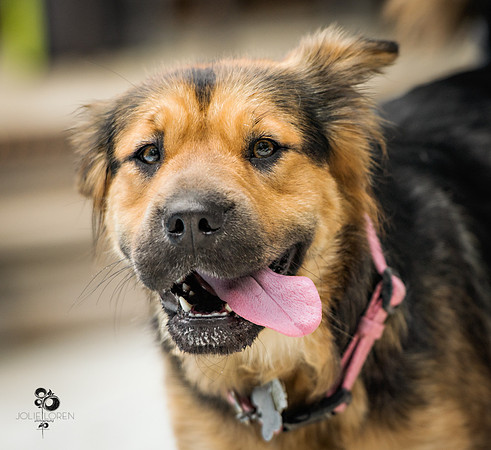 doggies_43_web