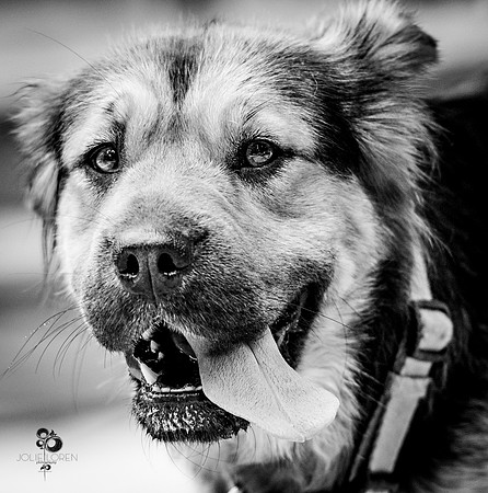 doggies_42_BW_web