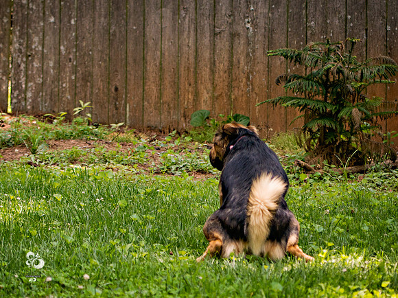 doggies_01_web