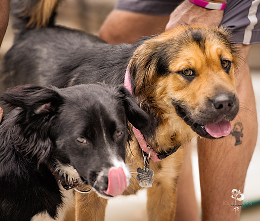 doggies_50_web