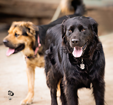doggies_17_web