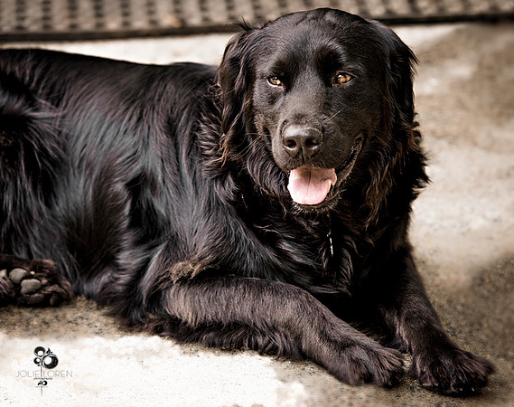 doggies_79_web