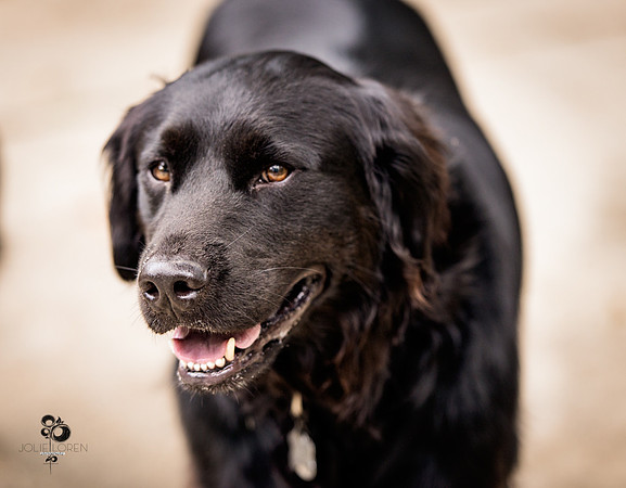 doggies_22_web