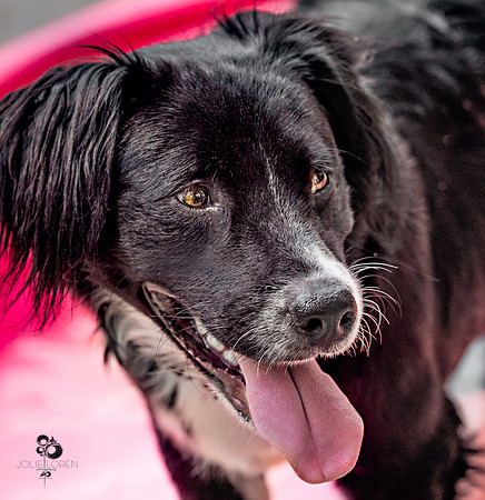 doggies_73_web