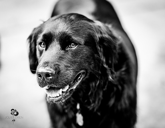 doggies_22_BW_web