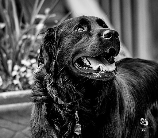 doggies_54_BW_web-2