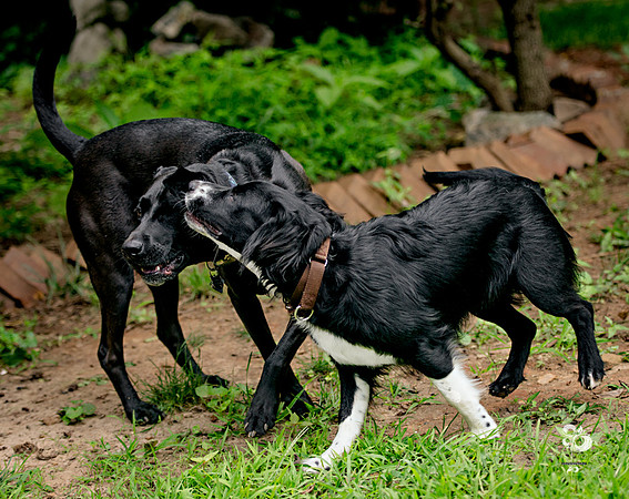 doggies_08_web