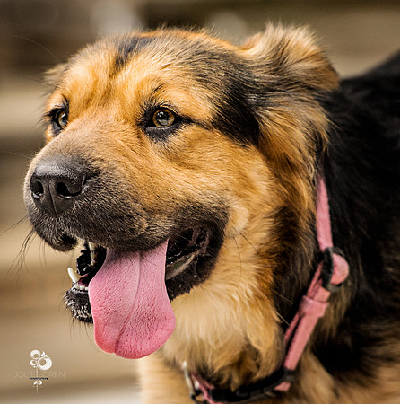 doggies_40_web