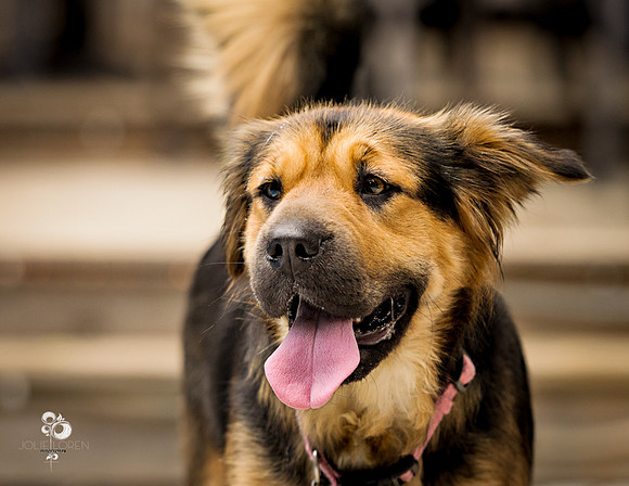 doggies_58_web
