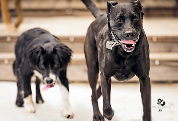 doggies_47_web