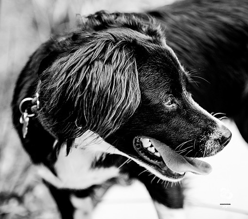 doggies_14_BW_web-2