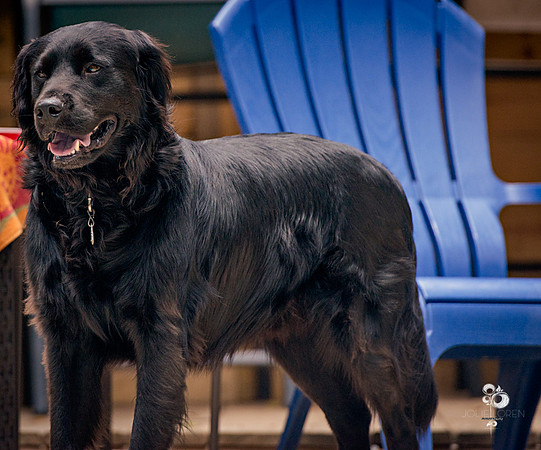 doggies_05_web