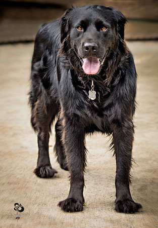 doggies_15_web