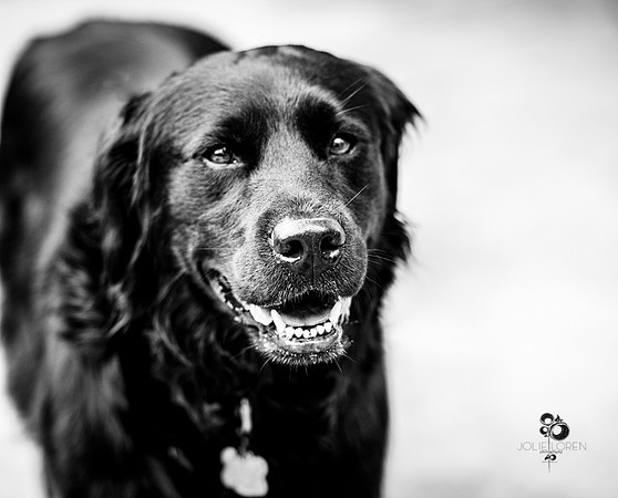 doggies_21_BW_web