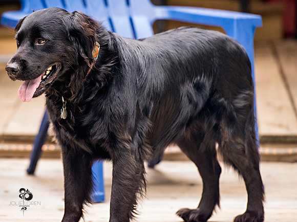 doggies_24_web