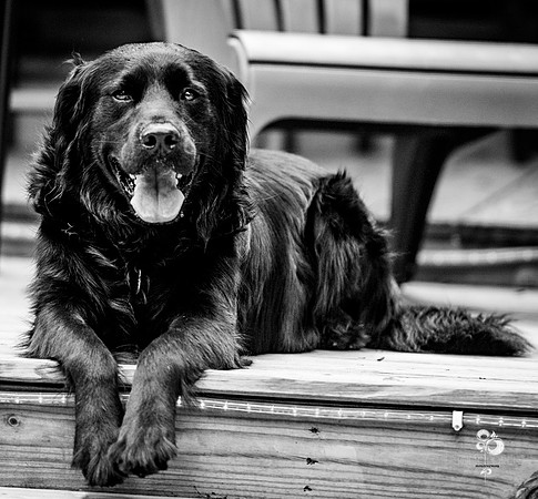 doggies_37_BW_web