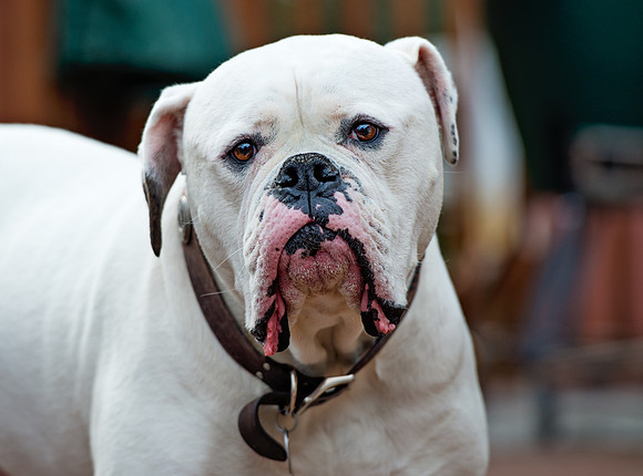 doggies_055T_hires