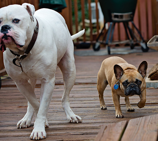 doggies_061T_hires