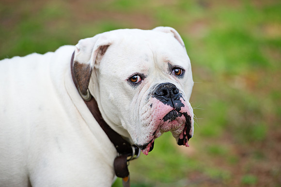 doggies_081T_hires
