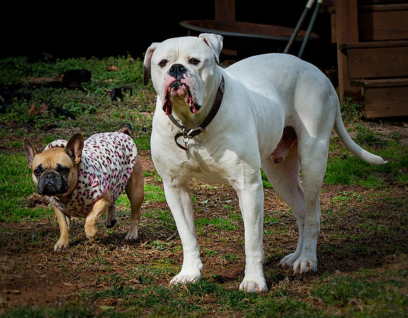 doggies_107T_hires
