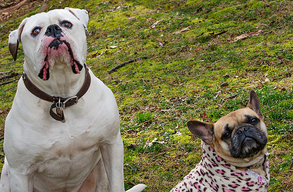 doggies_140T_hires