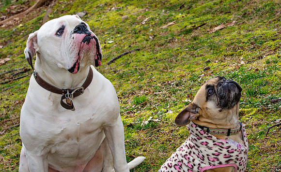 doggies_143T_hires
