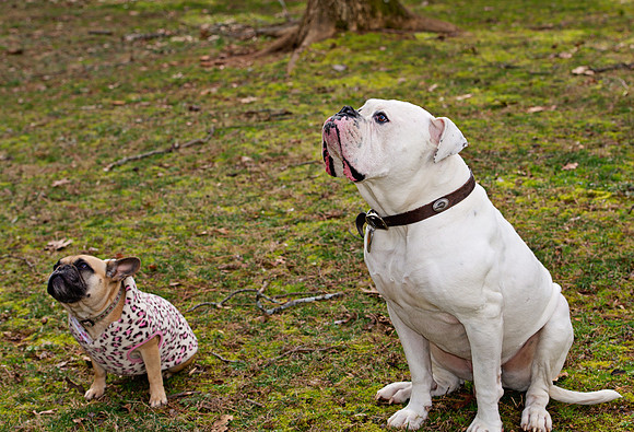 doggies_155T_hires