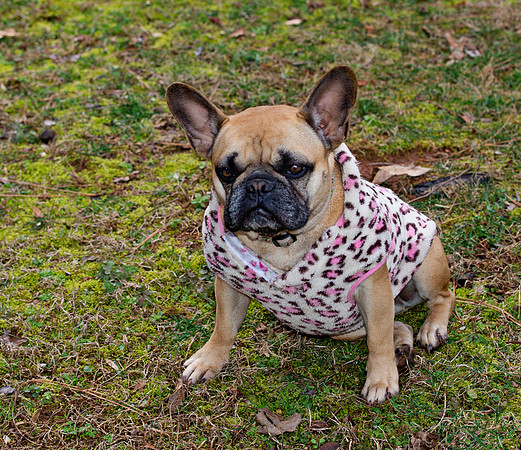 doggies_169T_hires