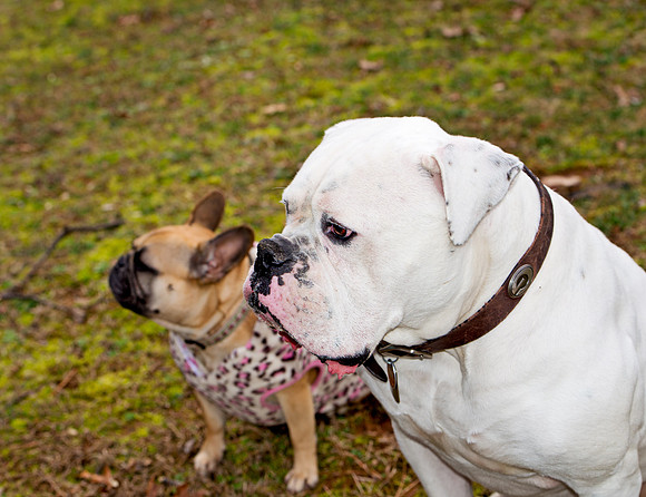 doggies_171T_hires