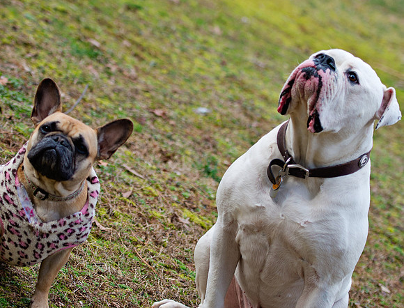 doggies_197T_hires