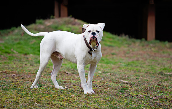 doggies_217T_hires