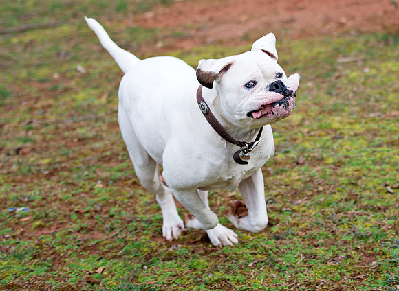 doggies_225T_hires