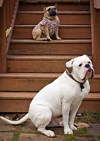 doggies_256T_hires