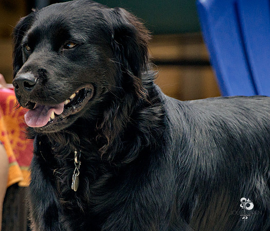 doggies_06_web