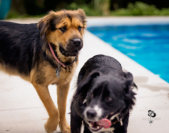 doggies_12_web