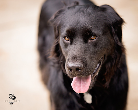 doggies_18_web