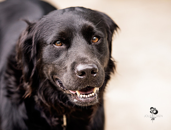 doggies_20_web