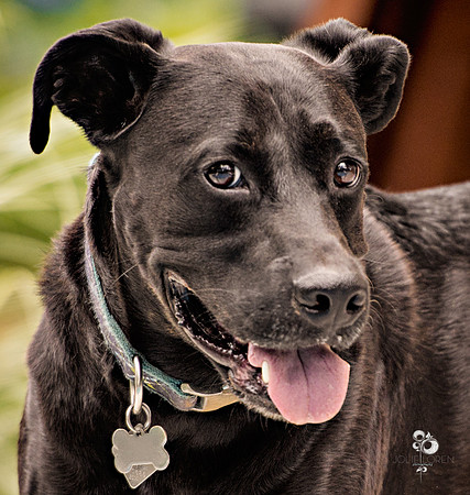 doggies_27_web-2