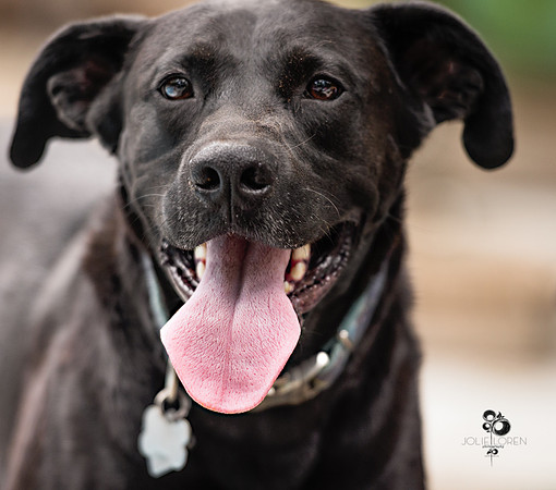 doggies_34_web