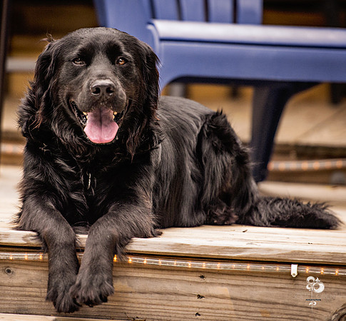 doggies_37_web