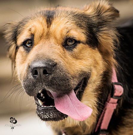 doggies_42_web