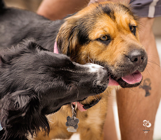 doggies_48_web