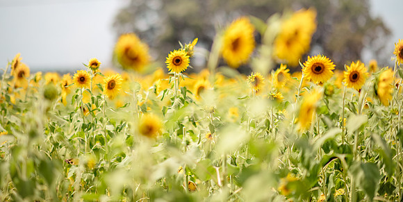 SunflowerHop_232_web