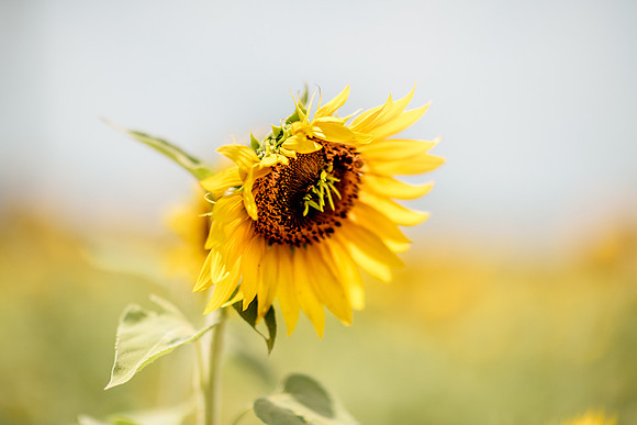 SunflowerHop_234_web