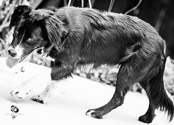 doggies_25_BW_web