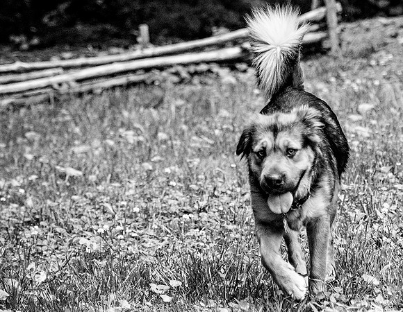 doggies_02_BW_web