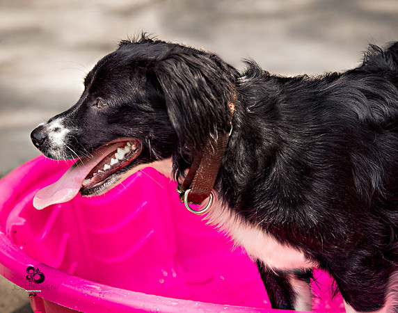 doggies_68_web