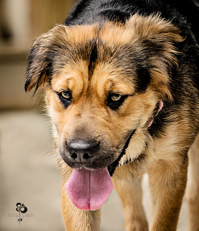 doggies_39_web