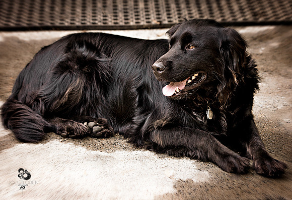 doggies_81_web