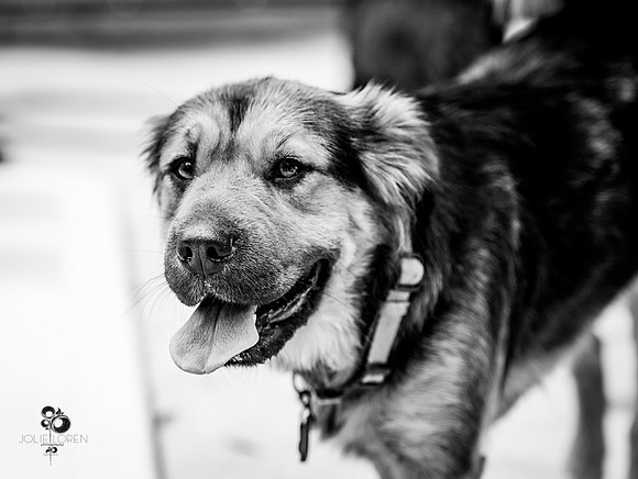 doggies_53_BW_web